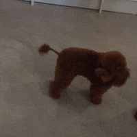 Poodle GIFs - Find & Share on GIPHY
