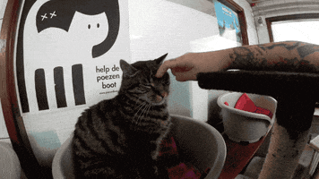 Cats GIF