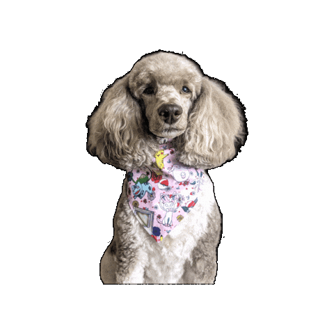 Pink Pokemon Pocket Pets Sticker by Geekster Pets