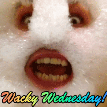 Video gif. A man has foamed up a bunch of bubbles and lathered it all over his face, leaving only his eyes and mouth, which are both wide open. Text, "Wacky Wednesday!"