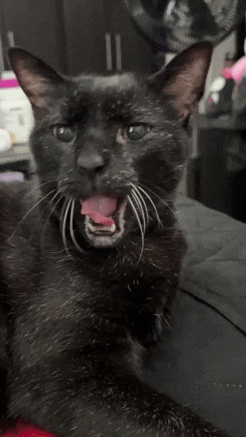 Black Cat Yawn GIF