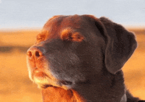 Dog Leo GIF
