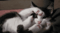 Best I Love Cats Gifs Primo Gif Latest Animated Gifs