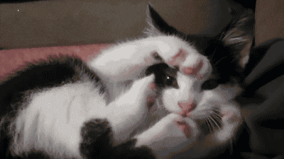 Funny Cats Gifs Primo Gif Latest Animated Gifs
