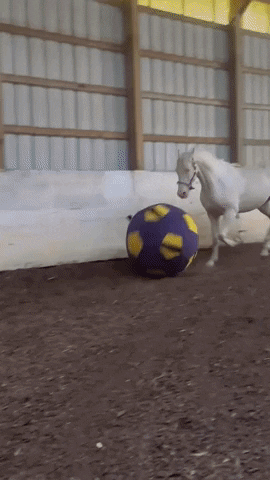 Soccer Horse GIF by Storyful