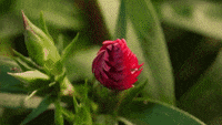 200w.gif