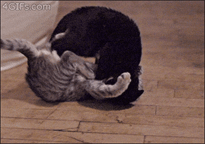 Get Funny Cats Fighting Gif Images