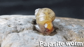 Snail GIF