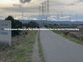Ca GIF
