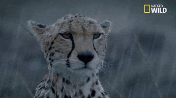Raining Pluviophile Instarain Graysky Rainyday Raindrops Rainclouds Rainydays Rainy Rainday GIF