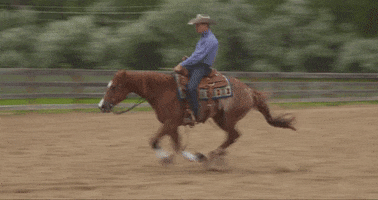 HorseandRider horse reining roan sliding stop GIF