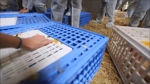 skrzydła czasu GIF