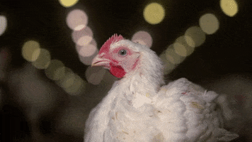 oikeuttaelaimille chicken finland chick suomi GIF