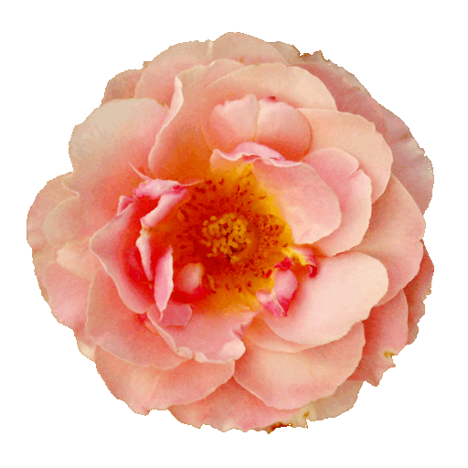 Beauty Rose Sticker