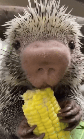 Lunch Eating GIF by Storyful