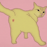 Happy Cat Butt GIF by Cappa Video Productions