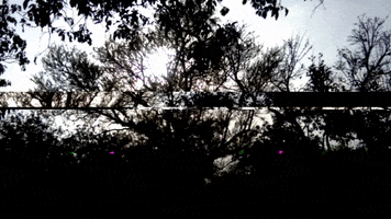 Trees GIF