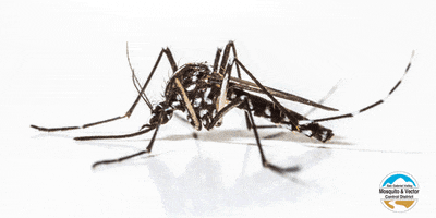 sgvmosquito animal nope science health GIF