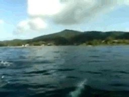 Dolphin GIF - Find & Share on GIPHY