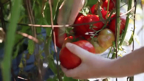 Lehigh University zahrada udržitelné farmě rajče GIF