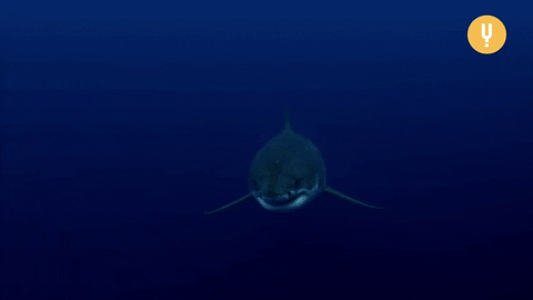 shark swimming gif