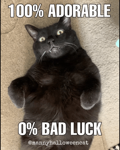Black Cat Good Luck GIF