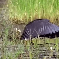 200.gif?cid=fc005b0885e452401bd80be3bbb97bf8479fc063b214b4a9&rid=200.gif&ct=g