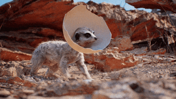 Meerkat GIF by Unreal Engine