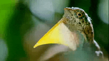 Wildlife Lizard GIF by PBS
