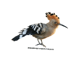 parcodeltapo Sticker