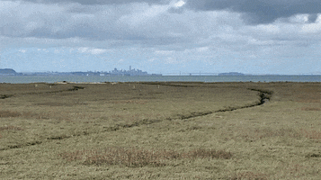 Living Estates Realty GIF