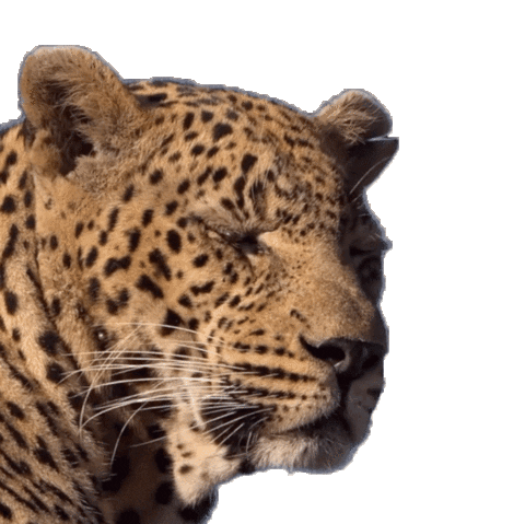 Desarrollo Territorial y Ambiente Sticker