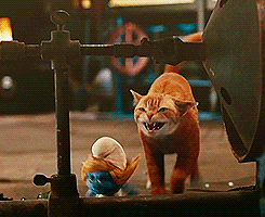 cat