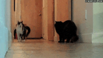 cat silly kitty GIF
