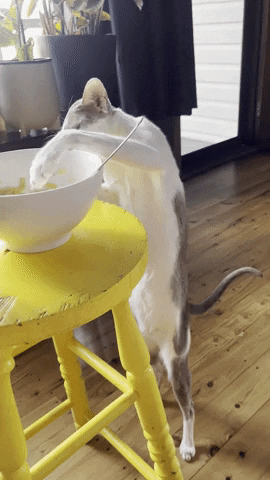 Cat Food GIF by PipeWolf Media