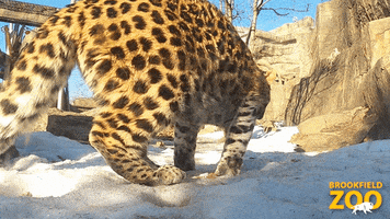 Cat Baby GIF by Brookfield Zoo