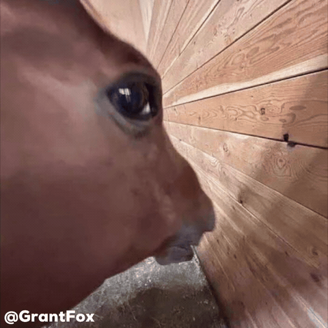 Horse Wtf GIF