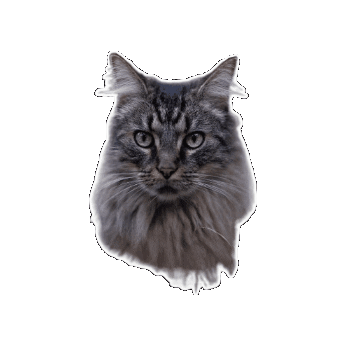 Animated Sticker