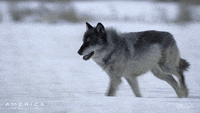 wolves running gif