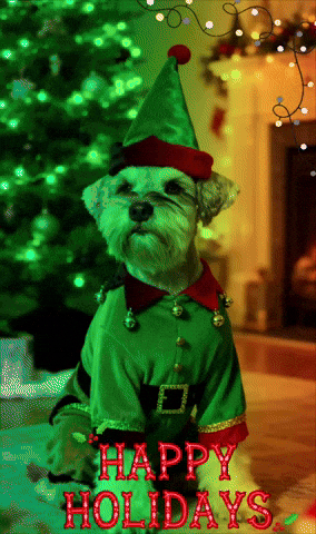 Merry Christmas Mr GIF