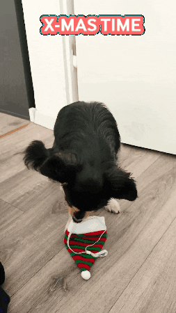 worldtravelerdog party dog christmas celebration GIF