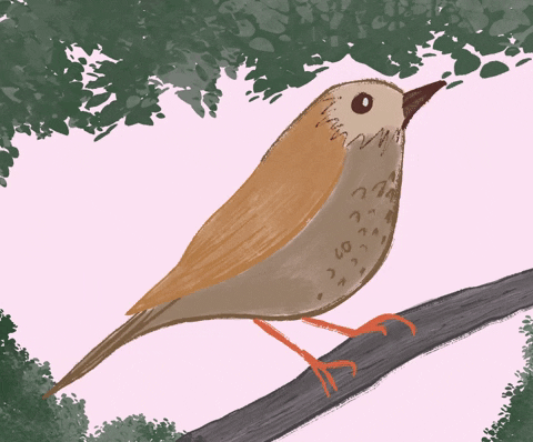 Little Bird Illustration GIF by Unpopular Cartoonist - Find & Share on GIPHY