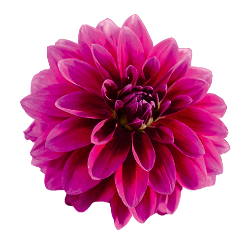 Gardelly Holland Sticker