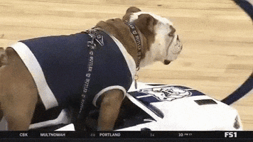 Rolling Butler Bulldogs GIF by BIG EAST Conference