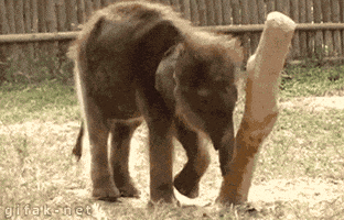 Baby Elephant animated GIF
