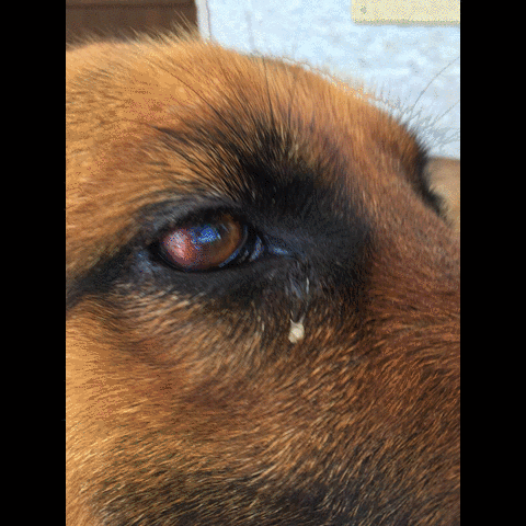 silviabonasegalecamnasio  GIF