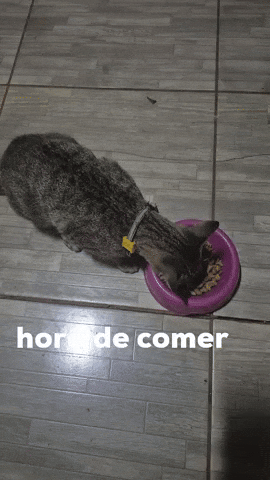 Cat Pet GIF
