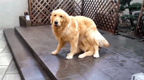 Dogs Magic Does Exist GIF by Digg - Find & Share on GIPHY