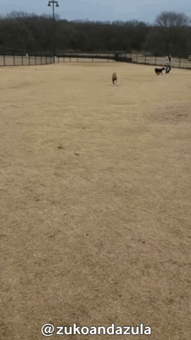 Dog Park Zoom GIF by Geekster Pets