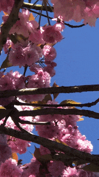 cherry blossom pink GIF by WDR